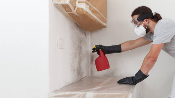 Basement Mold Remediation treatment on basement walls in Derwood